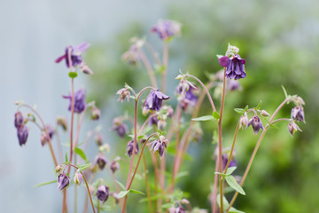 Violet Aquilegia flower on natural background, close up macro, home garden flowers. Pretty violet Granny's Bonnets flowers. Also known as Columbine and Aquilegia. Popular cottage garden plants.
