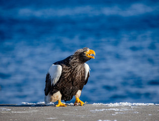 Steller's sea eagle is standing on a pier in the port with a fish in its beak. Japan. Hokkaido. Shiretoko Peninsula. Shiretoko National Park