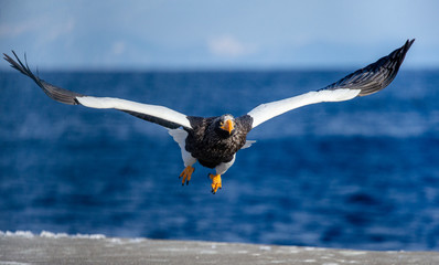 Steller's sea eagle in flight on the background of the sea and the Kunashir island in the distance. Japan. Hokkaido. Shiretoko Peninsula. Shiretoko National Park 