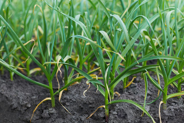 Young garlic, sprouts of garlic growing in the open air. Young garlic plants growing in the vegetable bed
