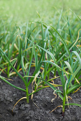 Young garlic, sprouts of garlic growing in the open air. Young garlic plants growing in the vegetable bed