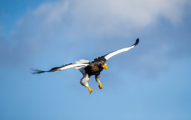 Steller's sea eagle in flight on background blue sky. Japan. Hokkaido. Shiretoko Peninsula. Shiretoko National Park