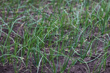 Fototapeta premium Young sprouts of onion growing in the open ground. Green onion cultivation.