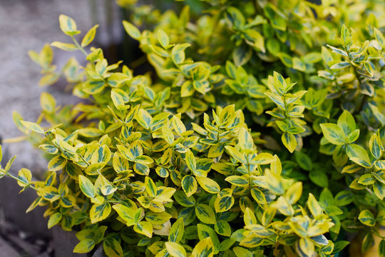 Fortune's spindle in bloom, winter creeper, wintercreeper - Euonymus fortunei 'Emerald'n'Gold'. Yellow and green leaves of euonymus fortunei 