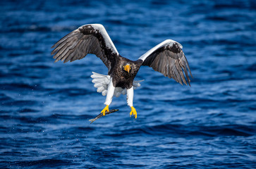 Steller's sea eagle in flight on a background of the sea with prey in its paws. Japan. Hokkaido. Shiretoko Peninsula. Shiretoko National Park