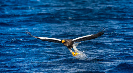 Steller's sea eagle in flight on a background of the sea with prey in its paws. Japan. Hokkaido. Shiretoko Peninsula. Shiretoko National Park