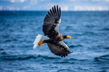 Steller's sea eagle in flight on the background of the sea and the Kunashir island in the distance. Japan. Hokkaido. Shiretoko Peninsula. Shiretoko National Park 