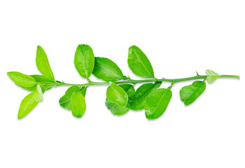 isolated lime leaves on white background