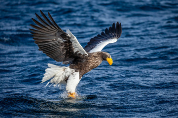 Steller's sea eagle at the time of the attack on the fish on the background of blue sea. Japan. Hokkaido. Shiretoko Peninsula. Shiretoko National Park