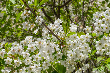 Branches of the cherry blossom spring tree. Horizontal orientation. Selective focus.
