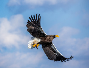 Fototapeta premium Steller's sea eagle in flight on background blue sky. Japan. Hokkaido. Shiretoko Peninsula. Shiretoko National Park
