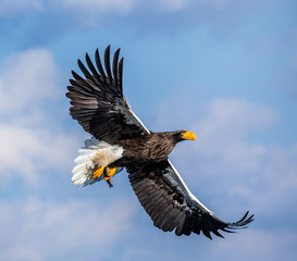 Steller's sea eagle in flight on background blue sky. Japan. Hokkaido. Shiretoko Peninsula. Shiretoko National Park