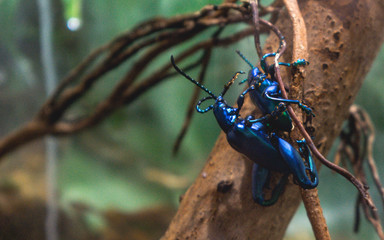 Blue metallic beetles bug mating