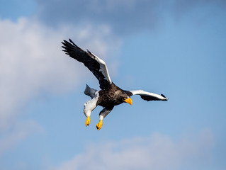 Steller's sea eagle in flight on background blue sky. Japan. Hokkaido. Shiretoko Peninsula. Shiretoko National Park