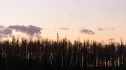 Landscape of forest against sunset sky with few small clouds.
