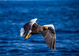 Steller's sea eagle in flight on a background of the sea with prey in its paws. Japan. Hokkaido. Shiretoko Peninsula. Shiretoko National Park