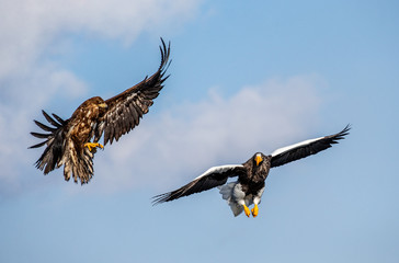 Obraz premium Steller's sea eagle and White-tailed eagle in flight on background blue sky. Japan. Hokkaido. Shiretoko Peninsula. Shiretoko National Park