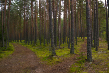 Paths diverge in the forest, the intersection of paths