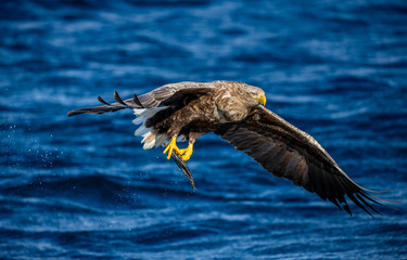 Steller's sea eagle in flight on a background of the sea with prey in its paws. Japan. Hokkaido. Shiretoko Peninsula. Shiretoko National Park