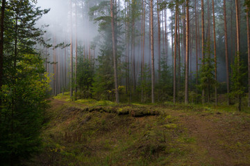 Obraz premium Zimny mglisty poranek w ciemnym lesie
