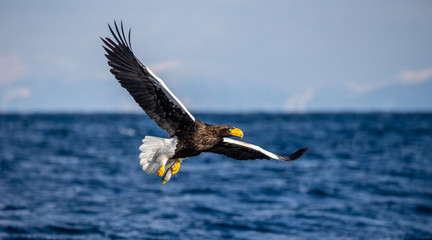 Steller's sea eagle in flight on the background of the sea and the Kunashir island in the distance. Japan. Hokkaido. Shiretoko Peninsula. Shiretoko National Park 