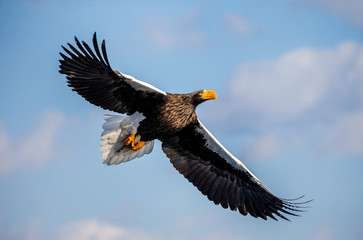 Steller's sea eagle in flight on background blue sky. Japan. Hokkaido. Shiretoko Peninsula. Shiretoko National Park