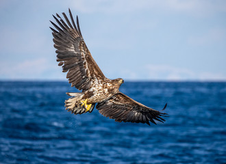 White-tailed eagle in flight on a background of the sea with prey in its paws. Japan. Hokkaido. Shiretoko Peninsula. Shiretoko National Park