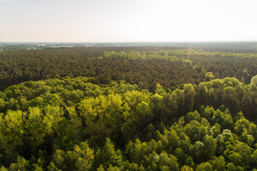 Obraz premium Dichter Wald mit Nadelbäumen aus der Luft