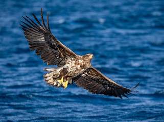 White-tailed eagle in flight on a background of the sea with prey in its paws. Japan. Hokkaido. Shiretoko Peninsula. Shiretoko National Park