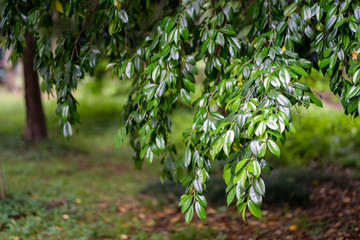 新緑　初夏　緑　木々　公園　葉っぱ　爽やか　清々しい　梅雨入り前