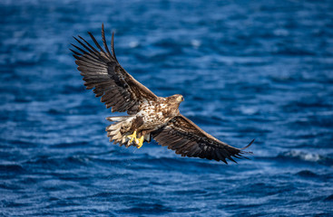 White-tailed eagle in flight on a background of the sea with prey in its paws. Japan. Hokkaido. Shiretoko Peninsula. Shiretoko National Park