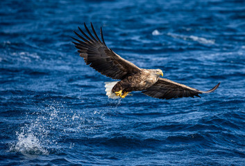 White-tailed eagle in flight on a background of the sea with prey in its paws. Japan. Hokkaido. Shiretoko Peninsula. Shiretoko National Park