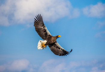 Steller's sea eagle in flight on background blue sky. Japan. Hokkaido. Shiretoko Peninsula. Shiretoko National Park