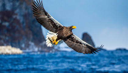Steller's sea eagle in flight on the background of the sea, sky and rocks with prey in its paws. Japan. Hokkaido. Shiretoko Peninsula. Shiretoko National Park 