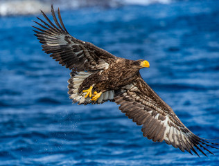 White-tailed eagle in flight on a background of the sea with prey in its paws. Japan. Hokkaido. Shiretoko Peninsula. Shiretoko National Park