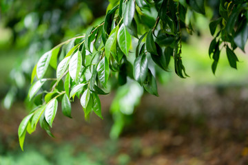 新緑　初夏　緑　木々　公園　葉っぱ　爽やか　清々しい　梅雨入り前