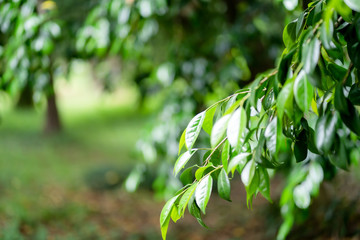 新緑　初夏　緑　木々　公園　葉っぱ　爽やか　清々しい　梅雨入り前