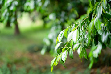 新緑　初夏　緑　木々　公園　葉っぱ　爽やか　清々しい　梅雨入り前