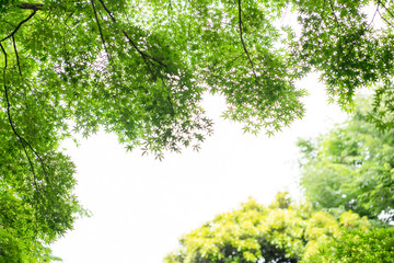 Fototapeta premium 新緑 初夏 緑 木々 公園 葉っぱ 爽やか 清々しい 梅雨入り前