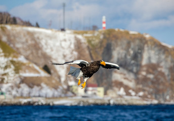 Naklejka na ściany i meble Steller's sea eagle in flight on the background of the shore and rocks. Japan. Hokkaido. Shiretoko Peninsula. Shiretoko National Park