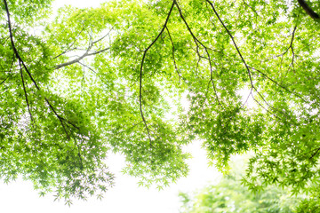 新緑　初夏　緑　木々　公園　葉っぱ　爽やか　清々しい　梅雨入り前