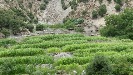 Rows of green bushes with a shack in the distant