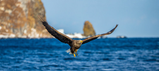 White-tailed eagle in flight on the background of the shore and rocks. Japan. Hokkaido. Shiretoko Peninsula. Shiretoko National Park