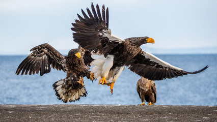 Group of the Steller's sea eagles and White-tailed eagles on the pier in the port are fighting each other over prey. Japan. Hokkaido. Shiretoko Peninsula. Shiretoko National Park