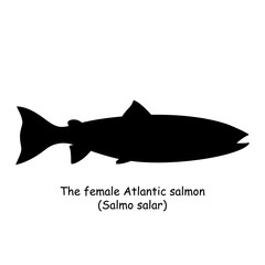 The black silhouette of the female Atlantic salmon (Salmo salar) is isolated on white background. © Ирина Орлова