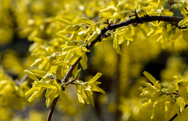 Small yellow flowers on the branches of a bush.