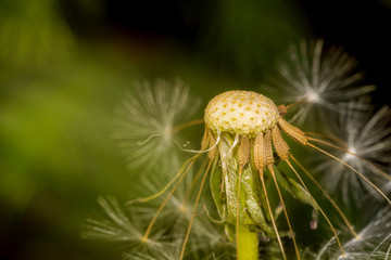 Dandelion. Selective focus macro photo. Summer or spring seasons beauty nature photo.