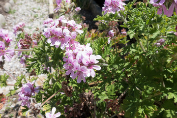 Fototapeta premium pink pelargonium flowers in the garden