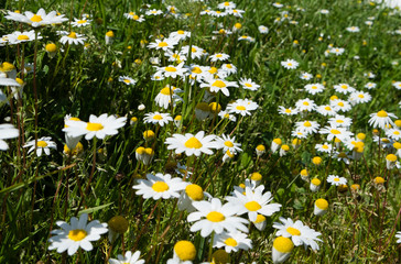 close up low angle view of chamomile flowers growing, creating a lawn. A daisy like flower 