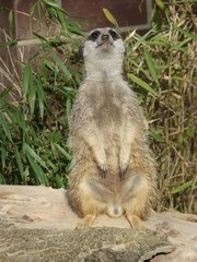 Ein Erdmännchen im Zoo von Dortmund in Deutschland.